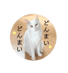 柴犬ヒメと白猫ルル2（個別スタンプ：19）