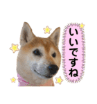 柴犬ヒメと白猫ルル2（個別スタンプ：23）