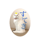 柴犬ヒメと白猫ルル2（個別スタンプ：25）