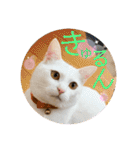 柴犬ヒメと白猫ルル2（個別スタンプ：26）