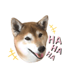柴犬ヒメと白猫ルル2（個別スタンプ：27）
