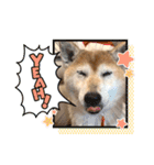 柴犬ヒメと白猫ルル2（個別スタンプ：29）