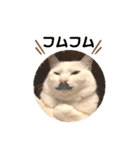 柴犬ヒメと白猫ルル2（個別スタンプ：30）