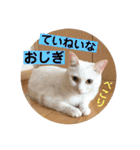 柴犬ヒメと白猫ルル2（個別スタンプ：31）