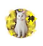 柴犬ヒメと白猫ルル2（個別スタンプ：32）