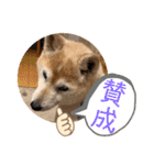 柴犬ヒメと白猫ルル2（個別スタンプ：34）