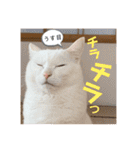 柴犬ヒメと白猫ルル2（個別スタンプ：35）