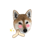 柴犬ヒメと白猫ルル2（個別スタンプ：37）