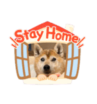柴犬ヒメと白猫ルル2（個別スタンプ：39）
