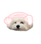 ぷくちゃん博士（個別スタンプ：2）