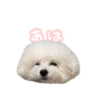 ぷくちゃん博士（個別スタンプ：16）
