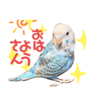 セキセイ・インコのカイちゃんとピーちゃん（個別スタンプ：1）