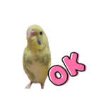 セキセイ・インコのカイちゃんとピーちゃん（個別スタンプ：3）