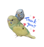 セキセイ・インコのカイちゃんとピーちゃん（個別スタンプ：4）
