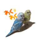 セキセイ・インコのカイちゃんとピーちゃん（個別スタンプ：5）