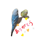 セキセイ・インコのカイちゃんとピーちゃん（個別スタンプ：6）