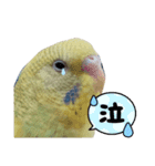 セキセイ・インコのカイちゃんとピーちゃん（個別スタンプ：8）