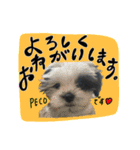 PECOPOCO♡（個別スタンプ：2）