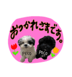 PECOPOCO♡（個別スタンプ：3）