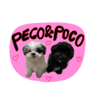 PECOPOCO♡（個別スタンプ：9）