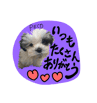 PECOPOCO♡（個別スタンプ：14）