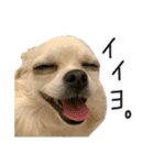 赤ちゃんズ3（個別スタンプ：10）