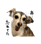 赤ちゃんズ3（個別スタンプ：15）