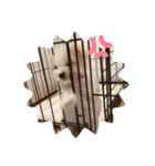 ワンズとリク（個別スタンプ：10）