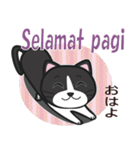 インドネシアに住むハチワレ猫（個別スタンプ：6）