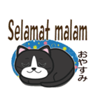 インドネシアに住むハチワレ猫（個別スタンプ：14）