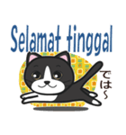 インドネシアに住むハチワレ猫（個別スタンプ：39）