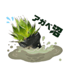 AGAVE LOVERのためのアガベスタンプ第2弾（個別スタンプ：1）