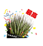 AGAVE LOVERのためのアガベスタンプ第2弾（個別スタンプ：5）