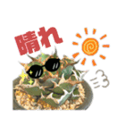 AGAVE LOVERのためのアガベスタンプ第2弾（個別スタンプ：7）