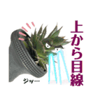AGAVE LOVERのためのアガベスタンプ第2弾（個別スタンプ：13）