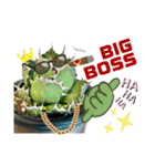 AGAVE LOVERのためのアガベスタンプ第2弾（個別スタンプ：14）