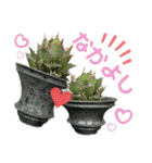 AGAVE LOVERのためのアガベスタンプ第2弾（個別スタンプ：16）