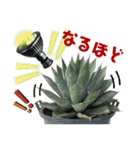 AGAVE LOVERのためのアガベスタンプ第2弾（個別スタンプ：18）