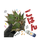 AGAVE LOVERのためのアガベスタンプ第2弾（個別スタンプ：21）