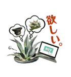 AGAVE LOVERのためのアガベスタンプ第2弾（個別スタンプ：22）