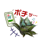 AGAVE LOVERのためのアガベスタンプ第2弾（個別スタンプ：23）
