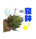 AGAVE LOVERのためのアガベスタンプ第2弾（個別スタンプ：27）
