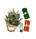 AGAVE LOVERのためのアガベスタンプ第2弾（個別スタンプ：28）