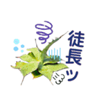 AGAVE LOVERのためのアガベスタンプ第2弾（個別スタンプ：30）