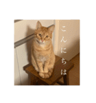 R家の猫たち（個別スタンプ：2）