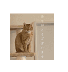 R家の猫たち（個別スタンプ：4）