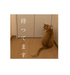 R家の猫たち（個別スタンプ：9）