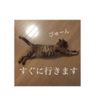 R家の猫たち（個別スタンプ：10）