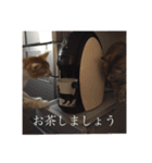 R家の猫たち（個別スタンプ：15）