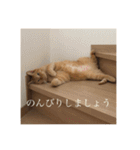 R家の猫たち（個別スタンプ：20）